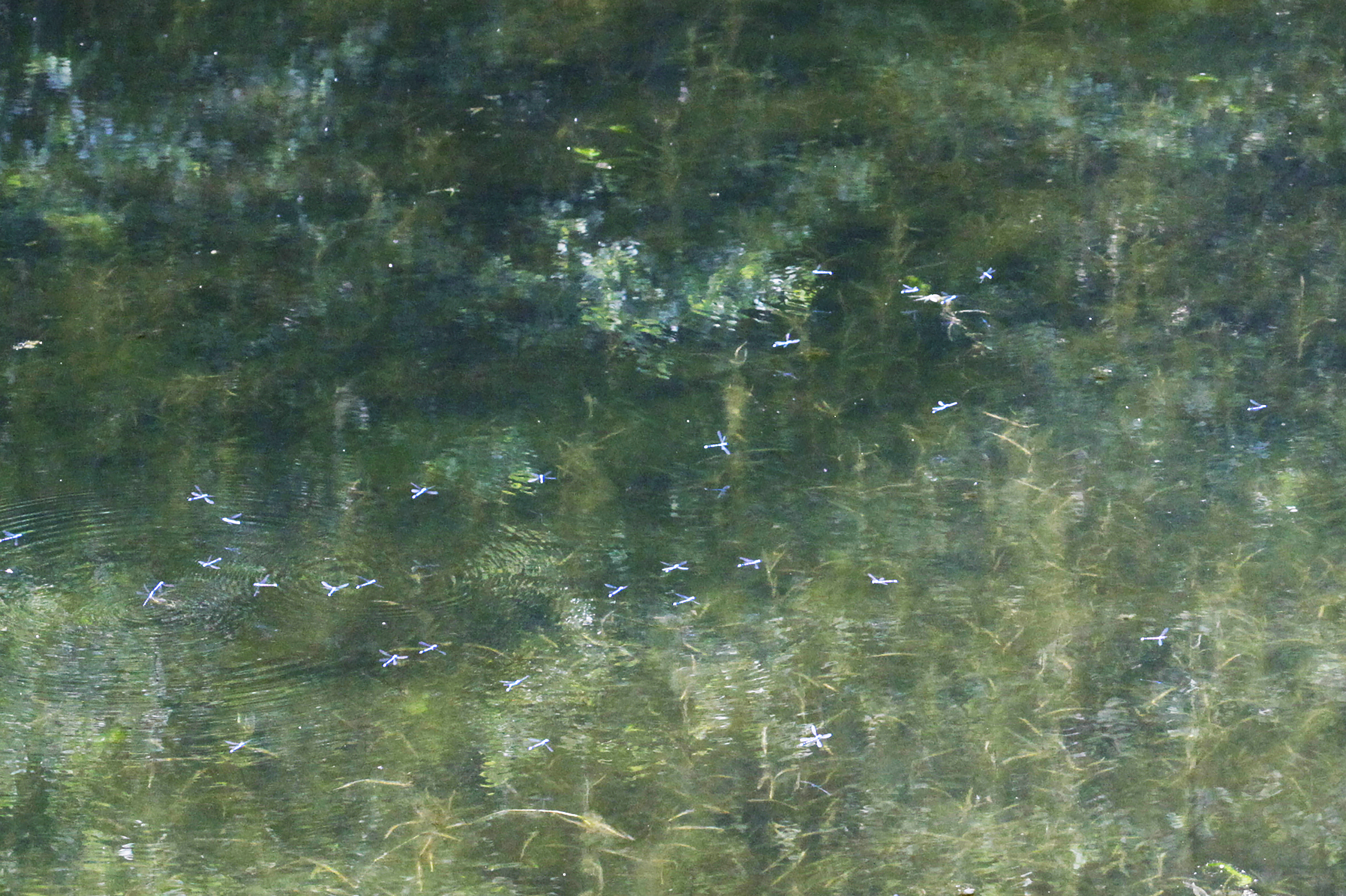 IMPRESSION, Dragonflies on Lake, Sierra National Forest, USA © 2016 Limited Edition of 6 Giselle Print 150 x 100 cm Hahnemühle Fine Art Baryta 325 gr.